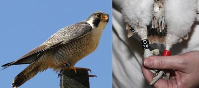 Birds-n-Bands & Peregrine Info Center