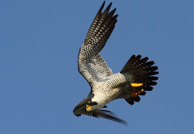 Mb Birds & Peregrines 2024