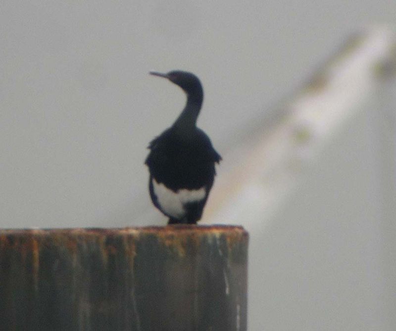 Pelagic Cormorant  