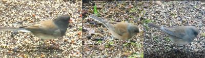 Birds of Washington Gallery 7:  Tanagers (401) to Buntings (435)