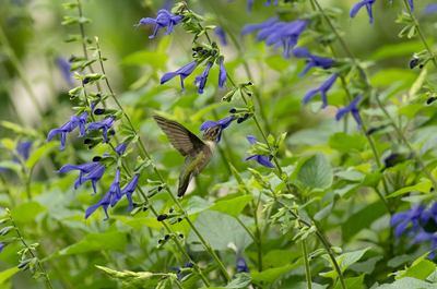 Salvia guaranitica IMGP4266a.png