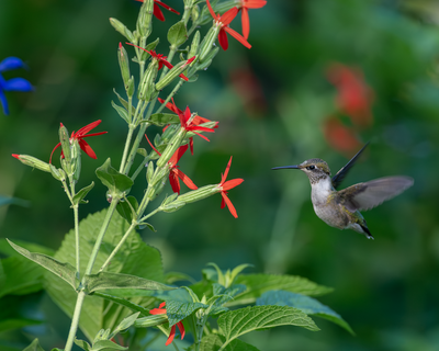 2023 Hummingbirds