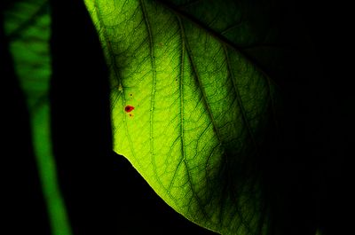 leaves
