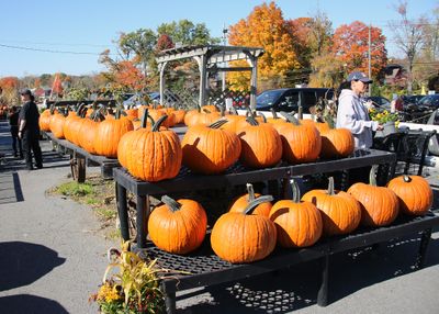 Hundreds  of Pumpkins a week before Haloween