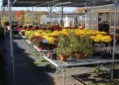 Not Just Pumpkins ,But Flowers are  sold