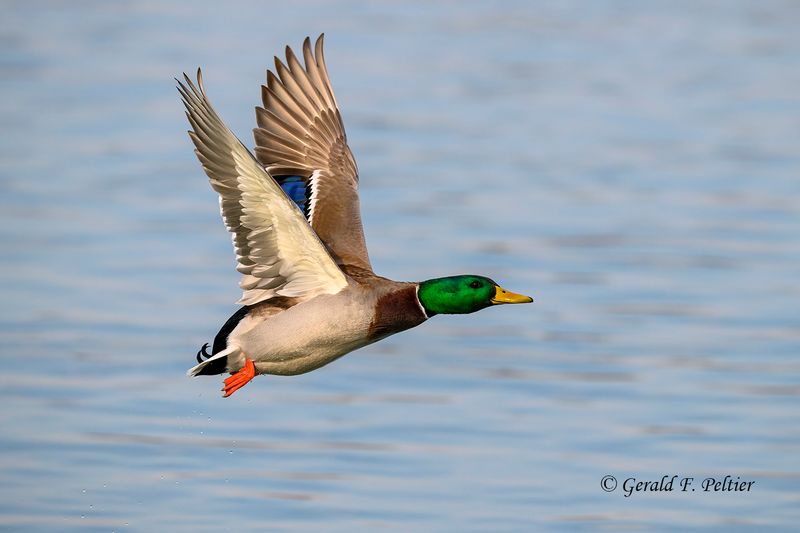  Mallard