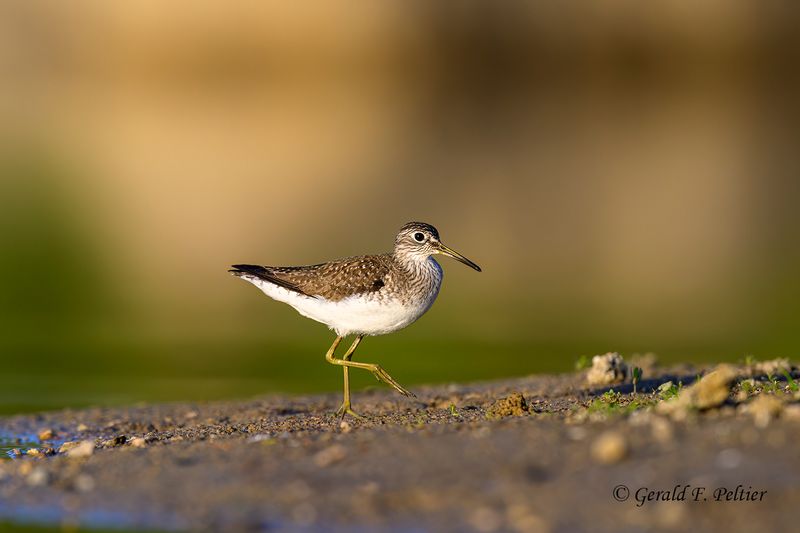 Solitary Sandpiper
