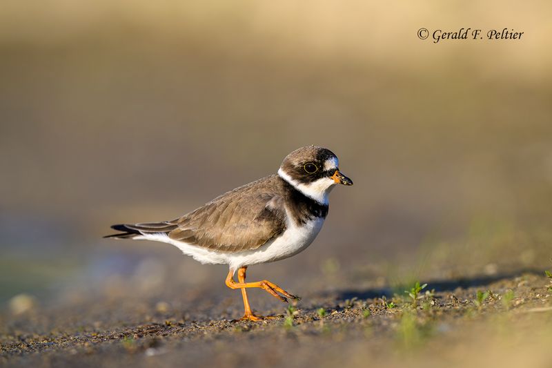 Semipalmated Plover