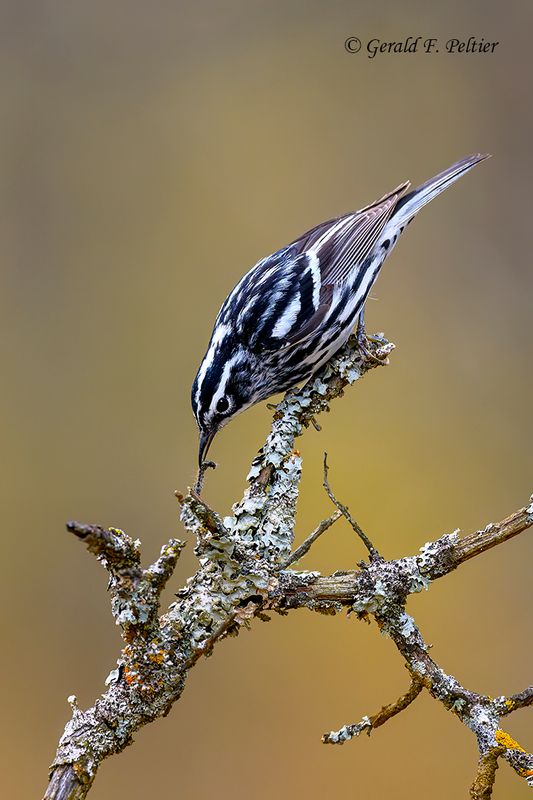 Black-and-white Warbler