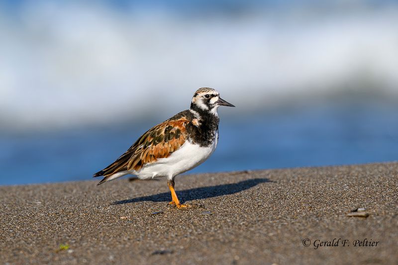  Ruddy Turnstone