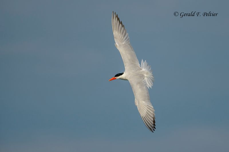 Caspian Tern