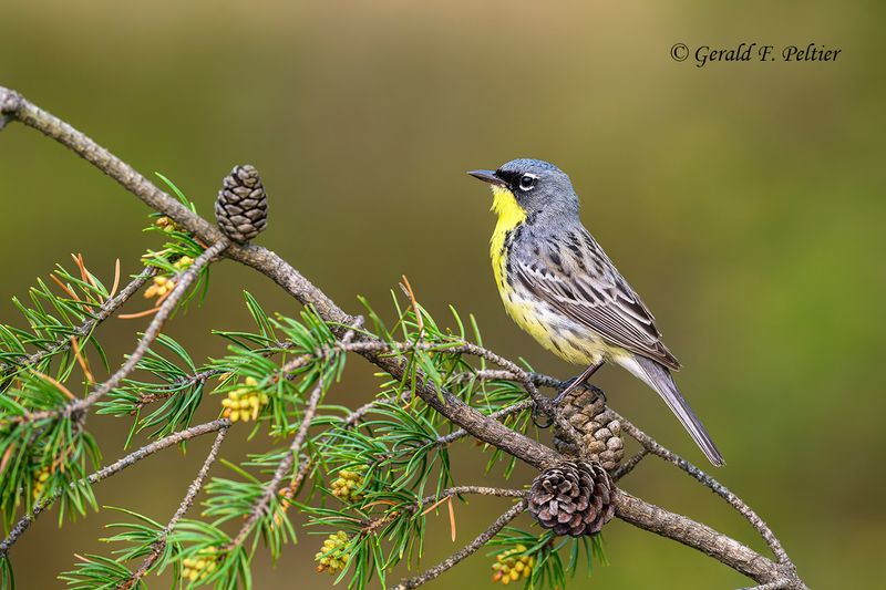 Kirtlands Warbler