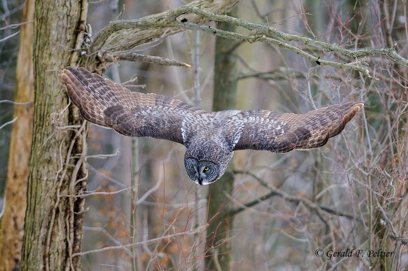 Great Gray Owl (re-edit)