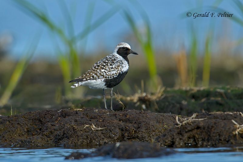 Black - bellied Plover