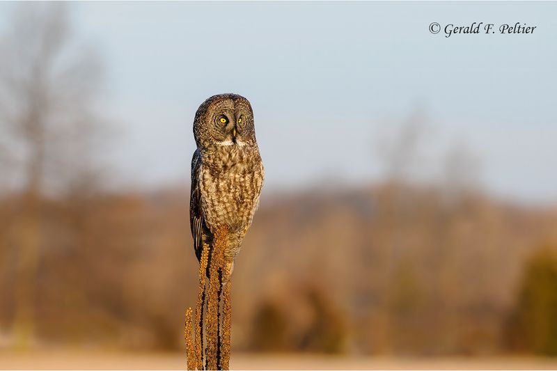 Great Gray Owl