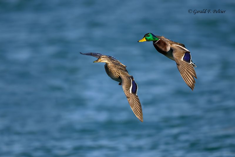 Mallard