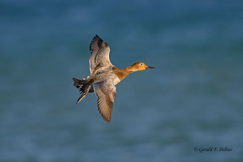 Canvasback (F)