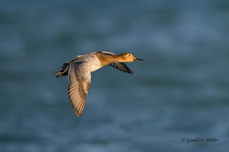Canvasback (F)