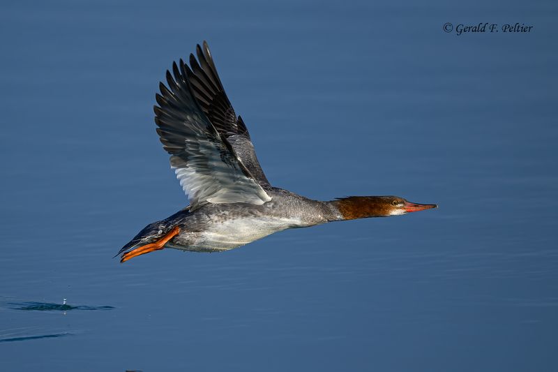 Common Merganser (f)
