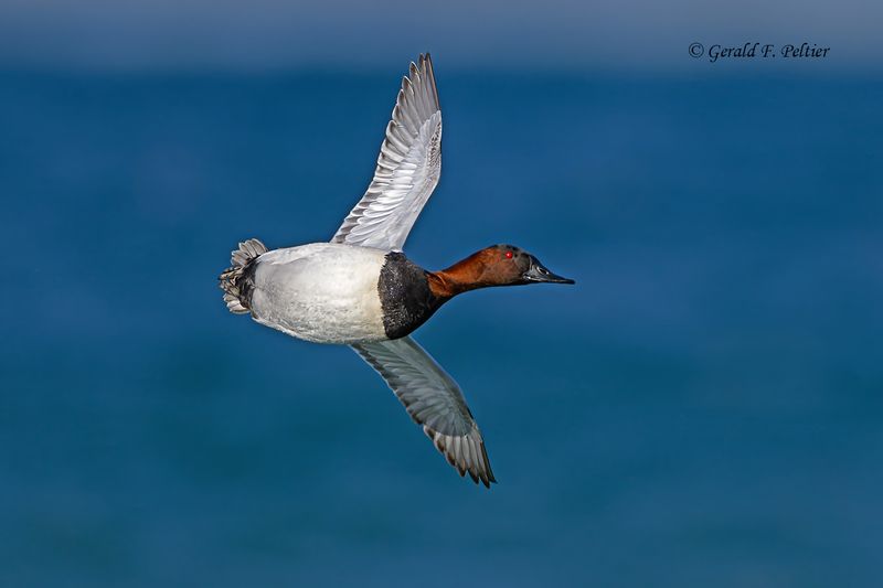 Canvasback (m)