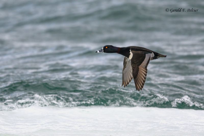 Ring - neck Duck 