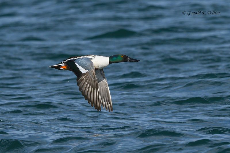 Northern Shoveler (m)