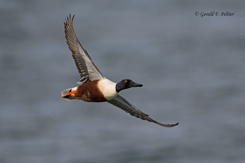 Northern Shoveler (m)
