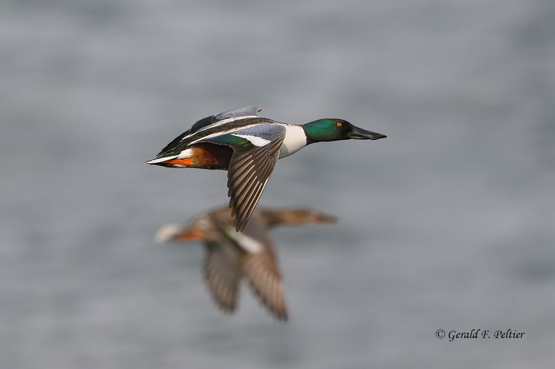 Northern Shoveler  #2