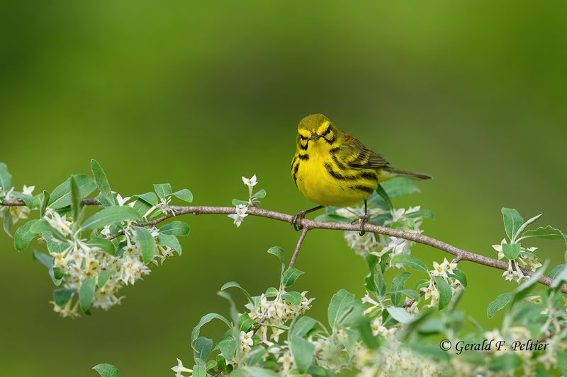 Prairie Warbler