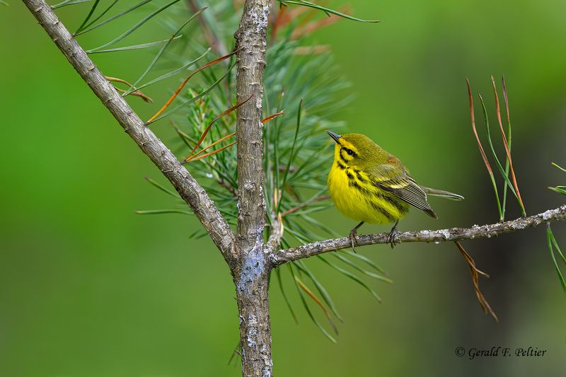  Prairie Warbler 