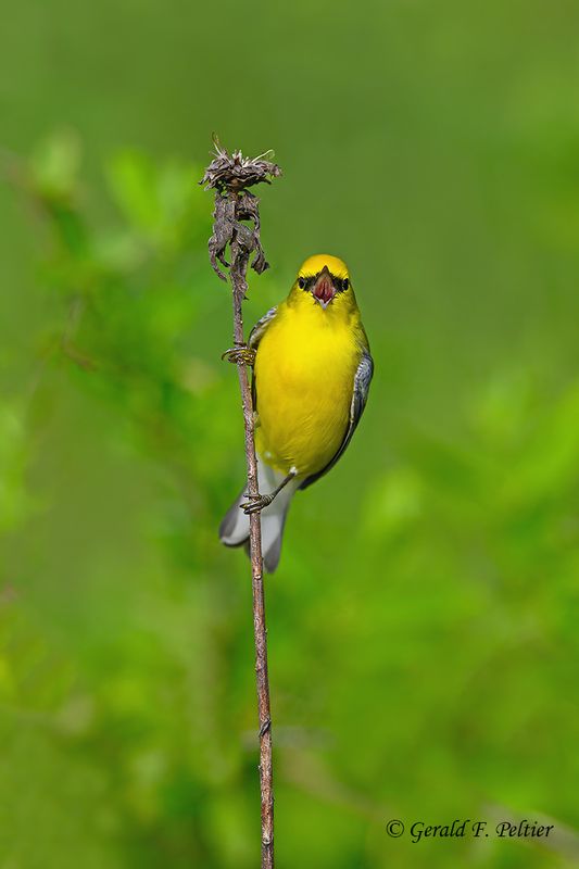   Blue-winged Warbler