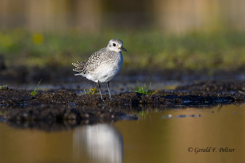 Black-bellied Plover