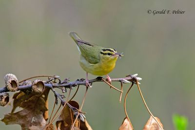 Worm - eating Warbler