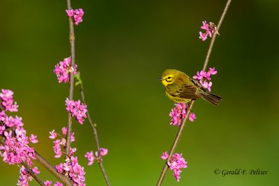 Prairie Warble