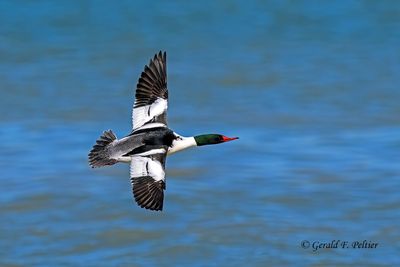  Mergansers 