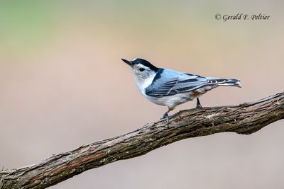 White - breasted Nuthatch