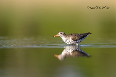 Spotted Sandpiper