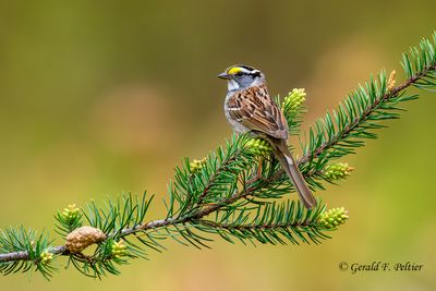  White - throated Sparrow on Jack Pine