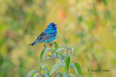 Indigo Bunting , in the setting sun