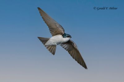 Tree Swallow