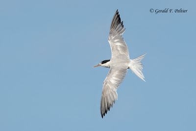 Common Tern ? or Least Tern ?