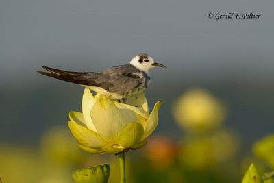Black Tern (juvenile) on Lotus Flower