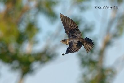 Purple Martin