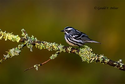   Black- and - white Warbler  