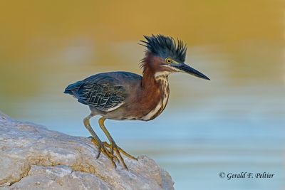                                               Herons & Cranes 