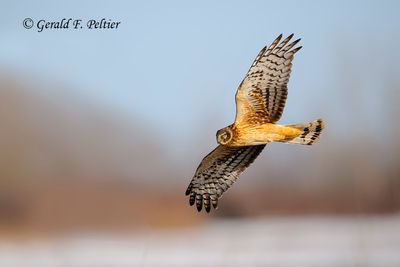 Northern Harrier 