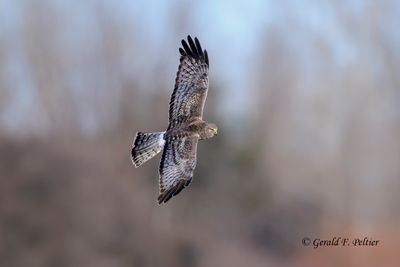Northern Harrier  Gray Ghost 