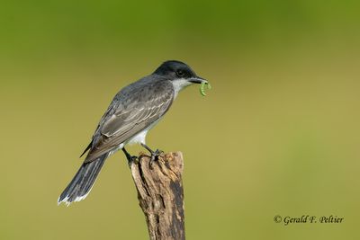 Eastern Kingbird