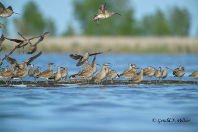 Whimbrel