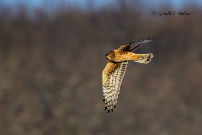 Northern Harrier (f)